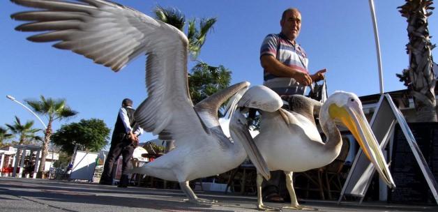 Restoranı mesken edinen pelikanlar ilgi odağı oldu