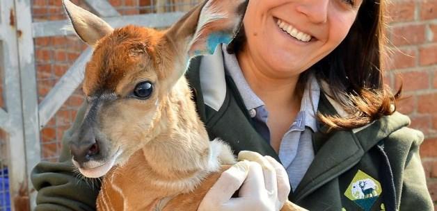 Doğal Yaşam Parkı'nda yavru antilop sevinci