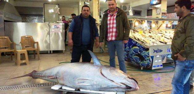 403 kiloluk "dev orkinos" balığı