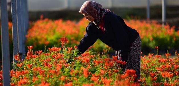 Antalya'nın süs bitkileri Arap ülkelerini süslüyor
