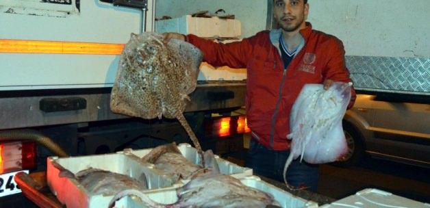 Ağlara takılan vatoz ve köpek balıkları ihraç ediliyor