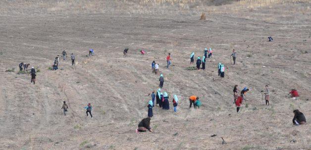 Yerköy’de 3 bin fidan toprakla buluştu