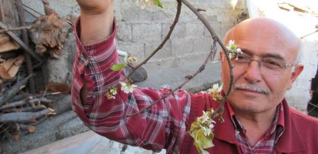 Turhal'da erik ağacı çiçek açtı