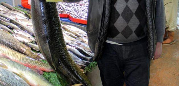 Karakaya Barajı'nda 30 kilogram ağırlığında Turna balığı yakalandı