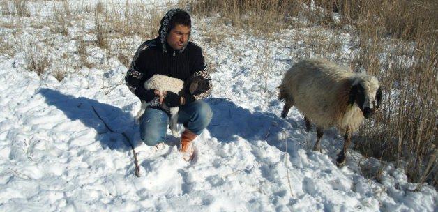 Koyun ve yeni doğan yavrusu donmak üzereyken bulundu