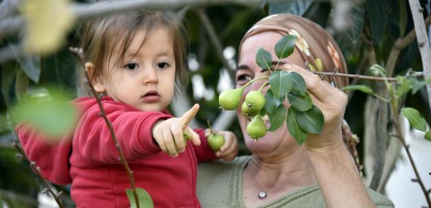 Bodrum'da armut ağacı meyve verdi