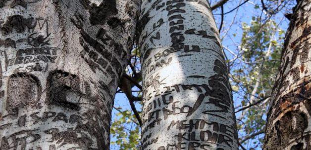 İznik'teki "künye ağacı" koruma altına alınacak