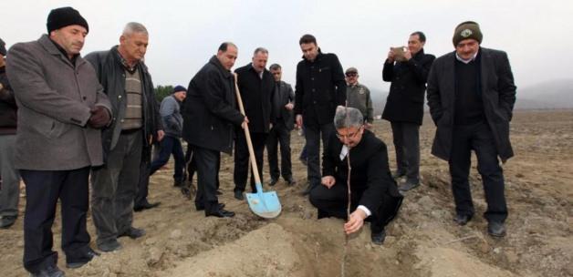 Amasya'da binlerce ceviz fidanı toprakla buluştu