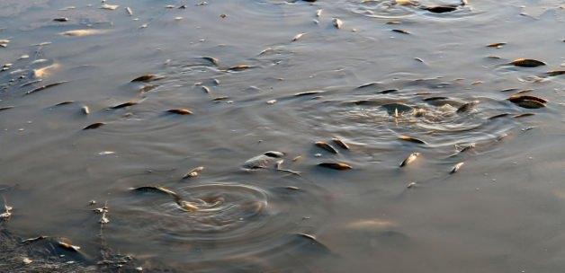 Balıkları taşıma suyla yaşatıyorlar