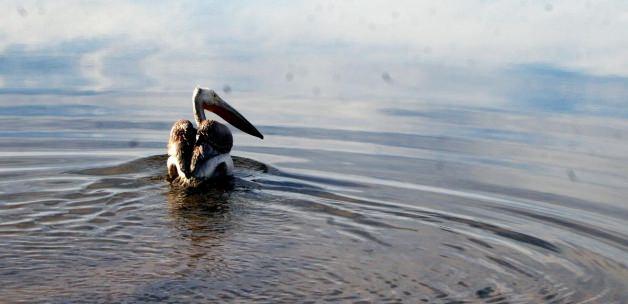 Tedavi edilen pelikan ile atmaca doğaya salındı