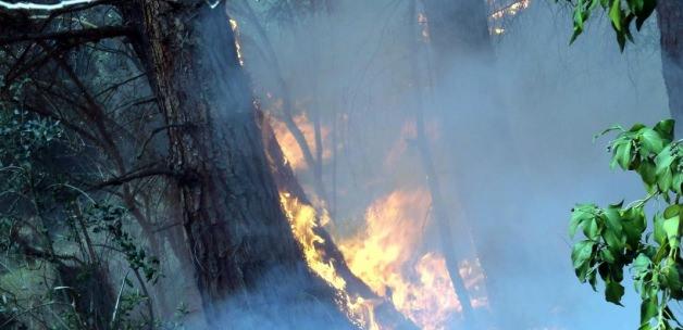 Gelibolu Yarımadası'nda orman yangını