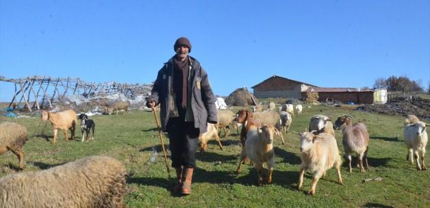 Hayvancılık işletmelerinin umudu "sertifikalı çobanlar"