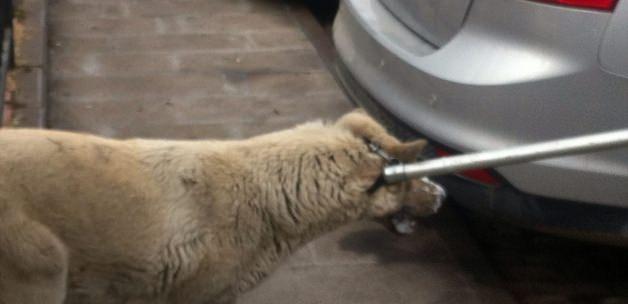 Beyşehir'de kuduz şüphesiyle yakalanan köpek veteriner tarafından karantinaya alındı