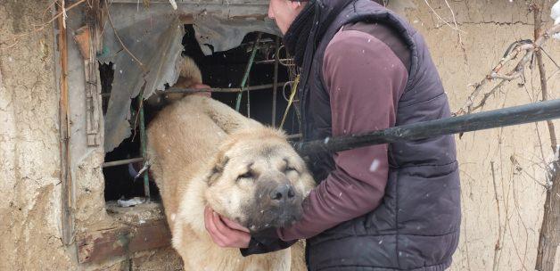 Muş'ta parmaklıklara sıkışan köpek kurtarıldı