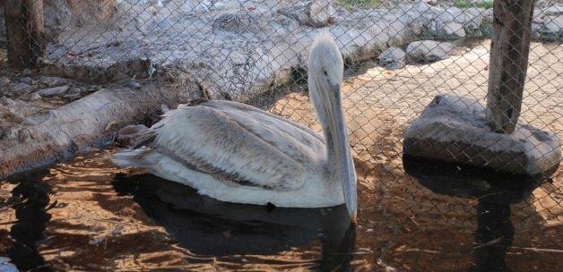 Yaralı pelikan tedavi altına alındı