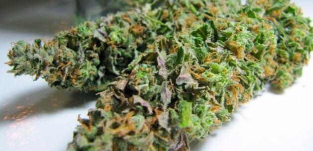 Yeni nesil zehir: Skunk!