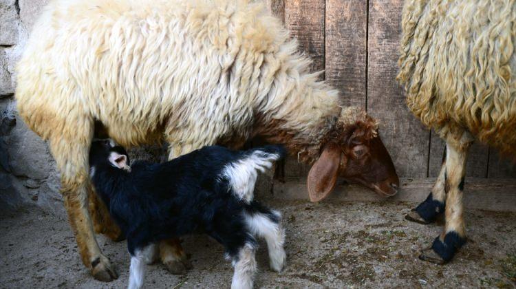 Koyunlar oğlaklara annelik yapıyor