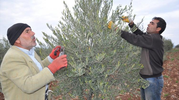 Suriyeli Mustafa, Türk çiftçilere zeytinciliği öğretiyor
