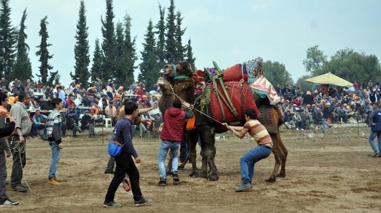 Ahmetli'de deve güreşleri şenliği
