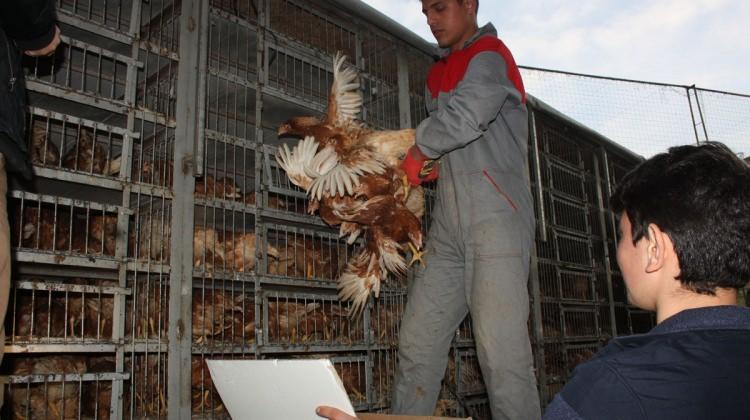 Eynesil'de 45 üreticiye 500 tavuk dağıtıldı