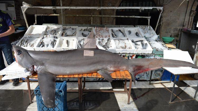 Şanlıurfa'da "köpekbalığı" şaşkınlığı