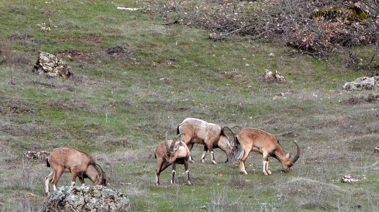 Tunceli'de yaban keçilerinin bahar keyfi