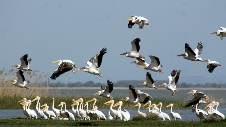 Pelikanlar Manyas Gölü'ne geldi