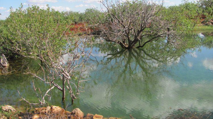 Gaziantep'te tahliye suyunun fıstık ağaçlarını kuruttuğu iddiası
