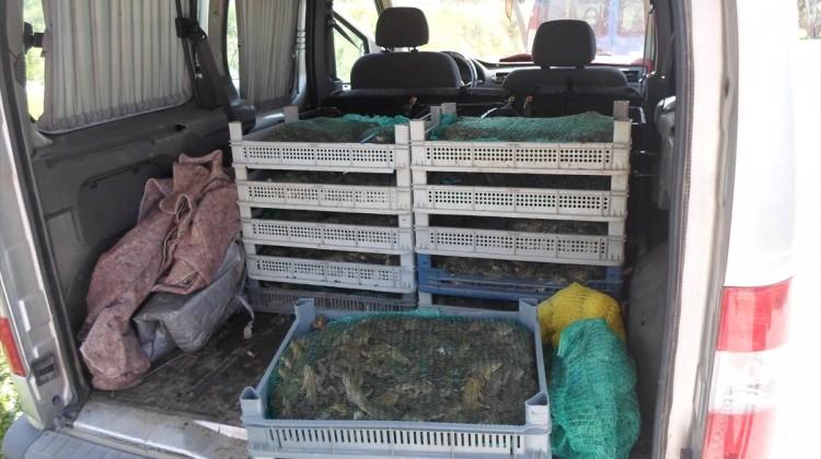 Kaçak kurbağa toplayanlara 81 bin lira ceza