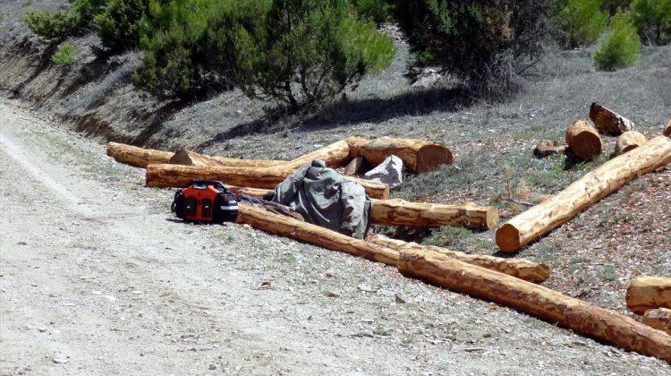 Burdur'da ağaç kesen işçi hayatını kaybetti