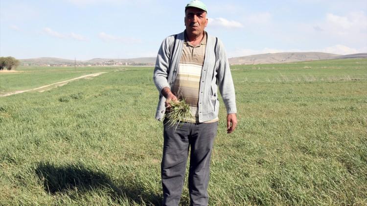 Yozgatta, "Zirai Don" tarımsal alanları etkiledi