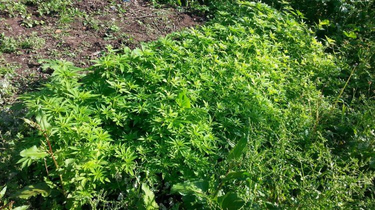 Sakarya'da uyuşturucu operasyonu