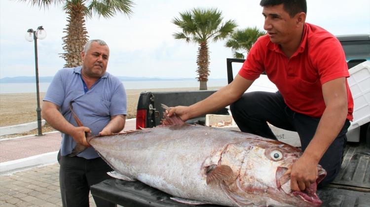 Ağlarına 50 kiloluk balık takıldı