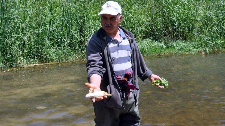 Muğla'da toplu balık ölümleri
