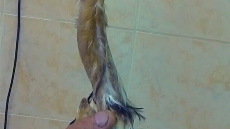 Balıkçıl kuşunu koliye hapsederek ölüme terk etmişler
