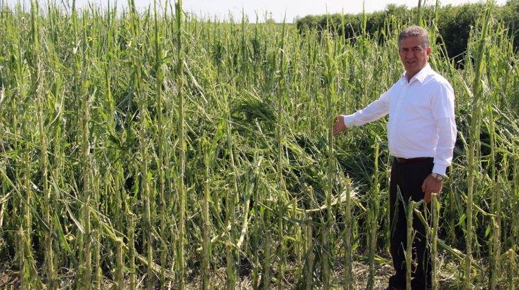 Adana'da tarım arazilerini dolu "vurdu"