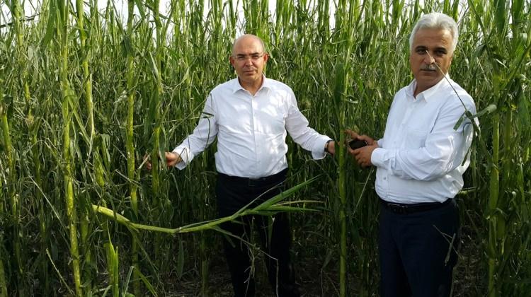Adana'da tarım arazilerini etkileyen dolu