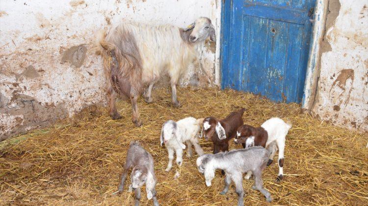 Malkara'da keçi beşiz doğurdu
