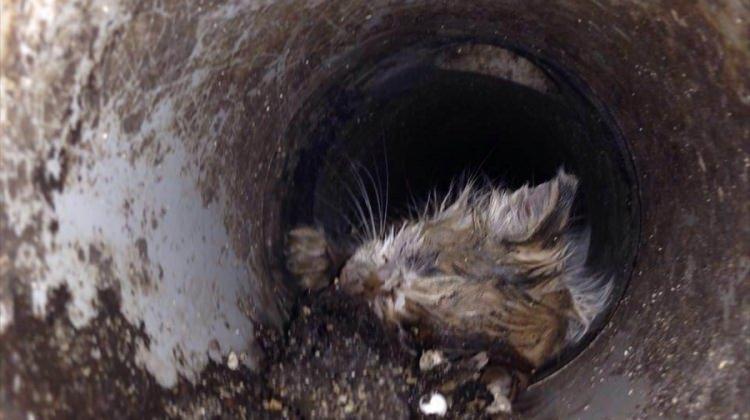 Su borusuna sıkışan kediyi itfaiye kurtardı
