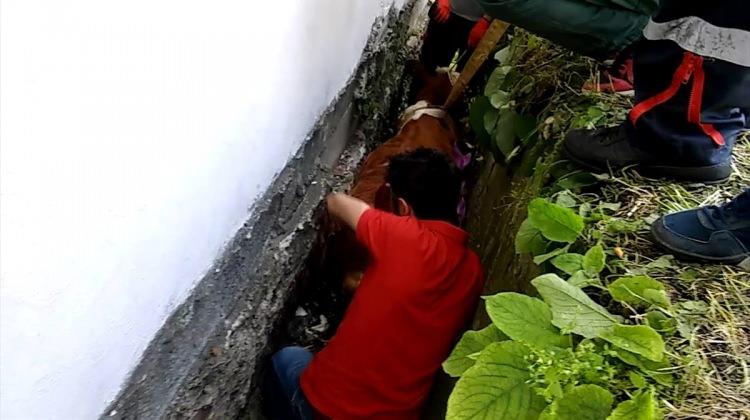 Zonguldak'ta bina arasına sıkışan inek kurtarıldı