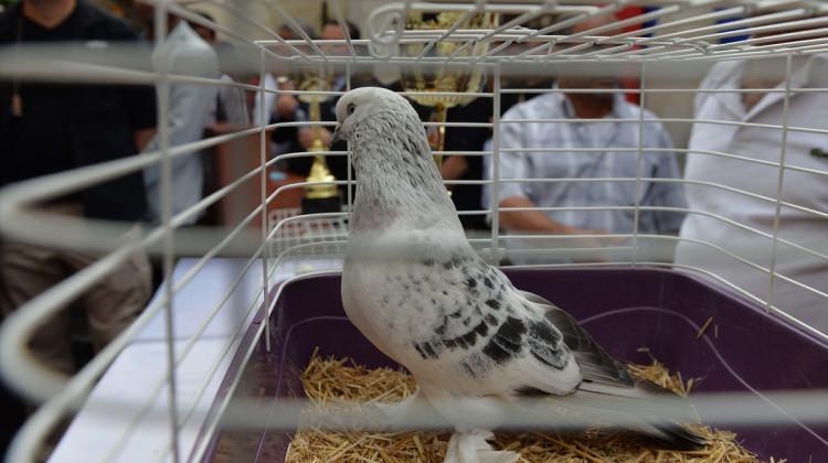 Şanlıurfa'daki güvercin yarışması