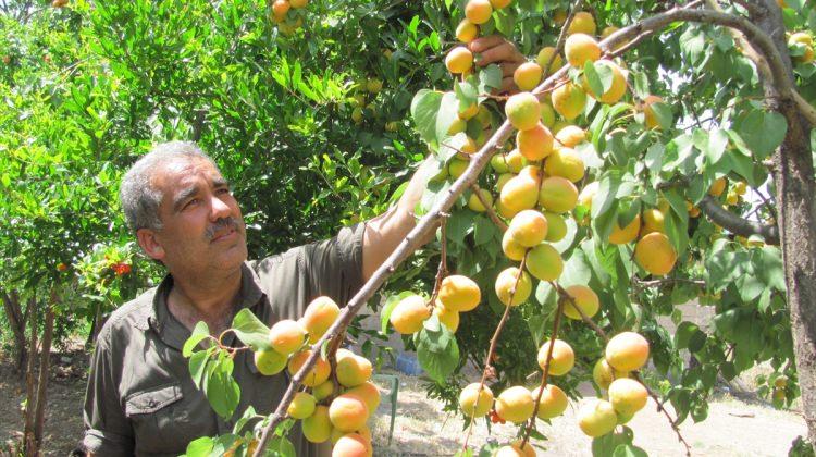 Araban'da organik meyve yetiştiriciliği yaygınlaşıyor