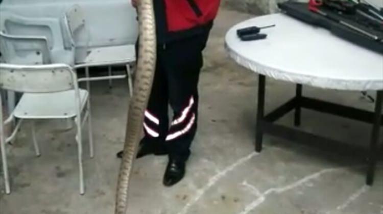 Barakadaki 2 metrelik yılan itfaiye ekiplerince yakalandı