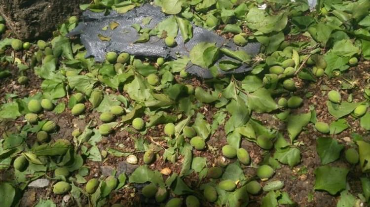 Van'da dolu yağışı tarım ürünlerine zarar verdi