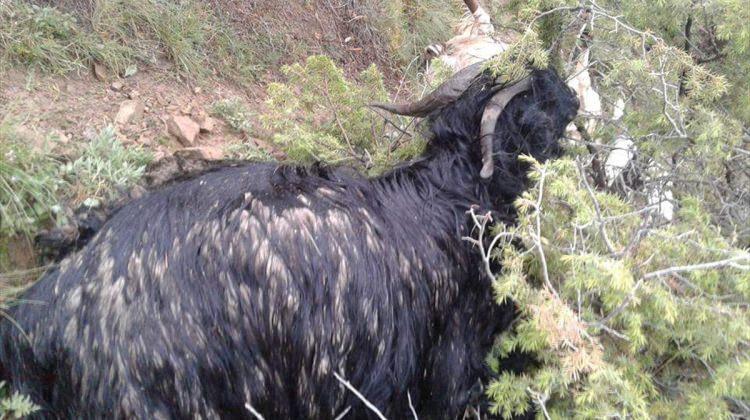 Erzurum'da yıldırım isabet eden çoban yaralandı