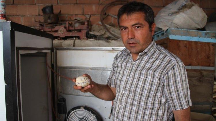 Çankırı'da toy kuşu yumurtası bulunduğu iddiası