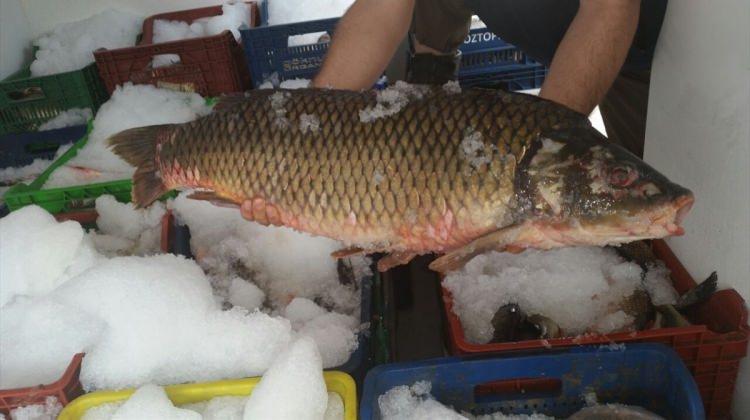 Edirne'de kaçak avlanılan 1 ton balık ele geçirildi