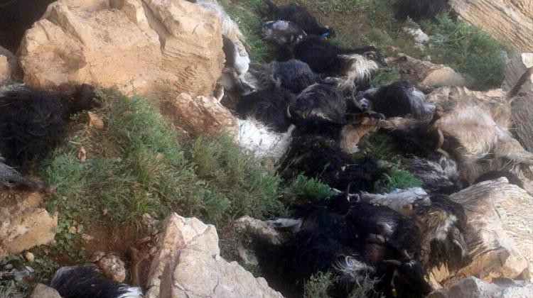 Siirt'te yıldırım düştü, 90 keçi telef oldu