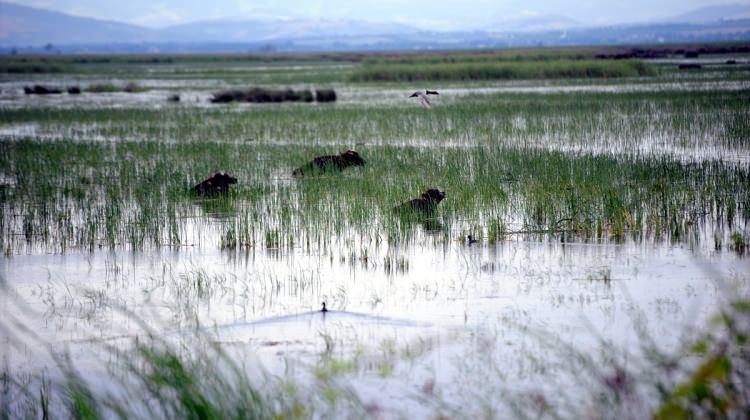 Kızılırmak Deltası'ndaki sazlıklar mandaların doğal mekanı