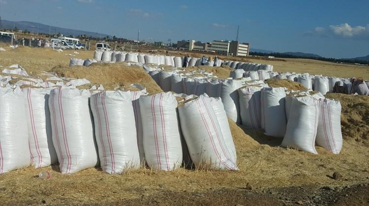 Gaziantep’te saman satışları başladı